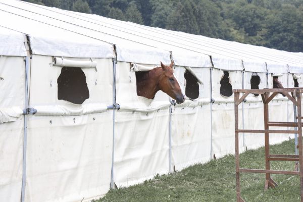 rakoczy reitturnier0825 Ben Kiesel 5027